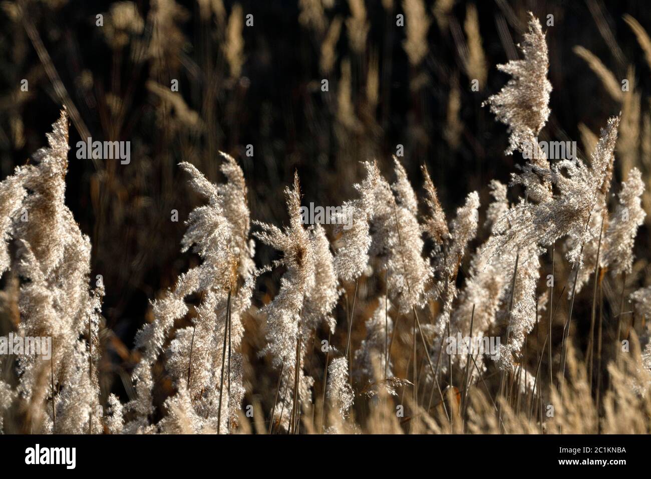 Reed plants in wetlands Stock Photo