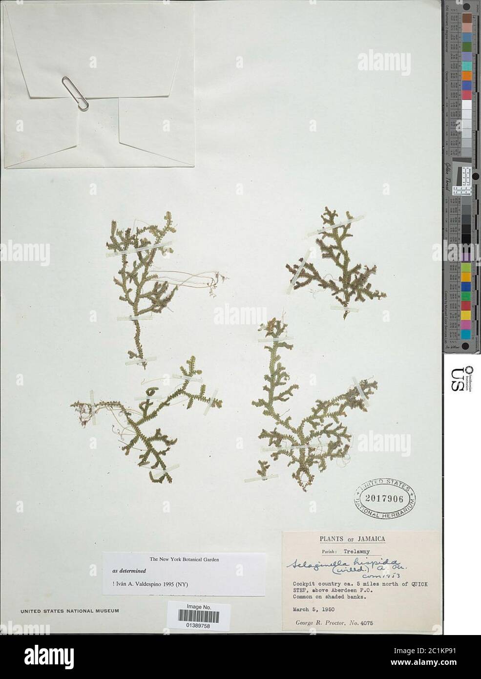 Selaginella hispida Willd A Br ex Urb Selaginella hispida Willd A Br ex Urb. Stock Photo