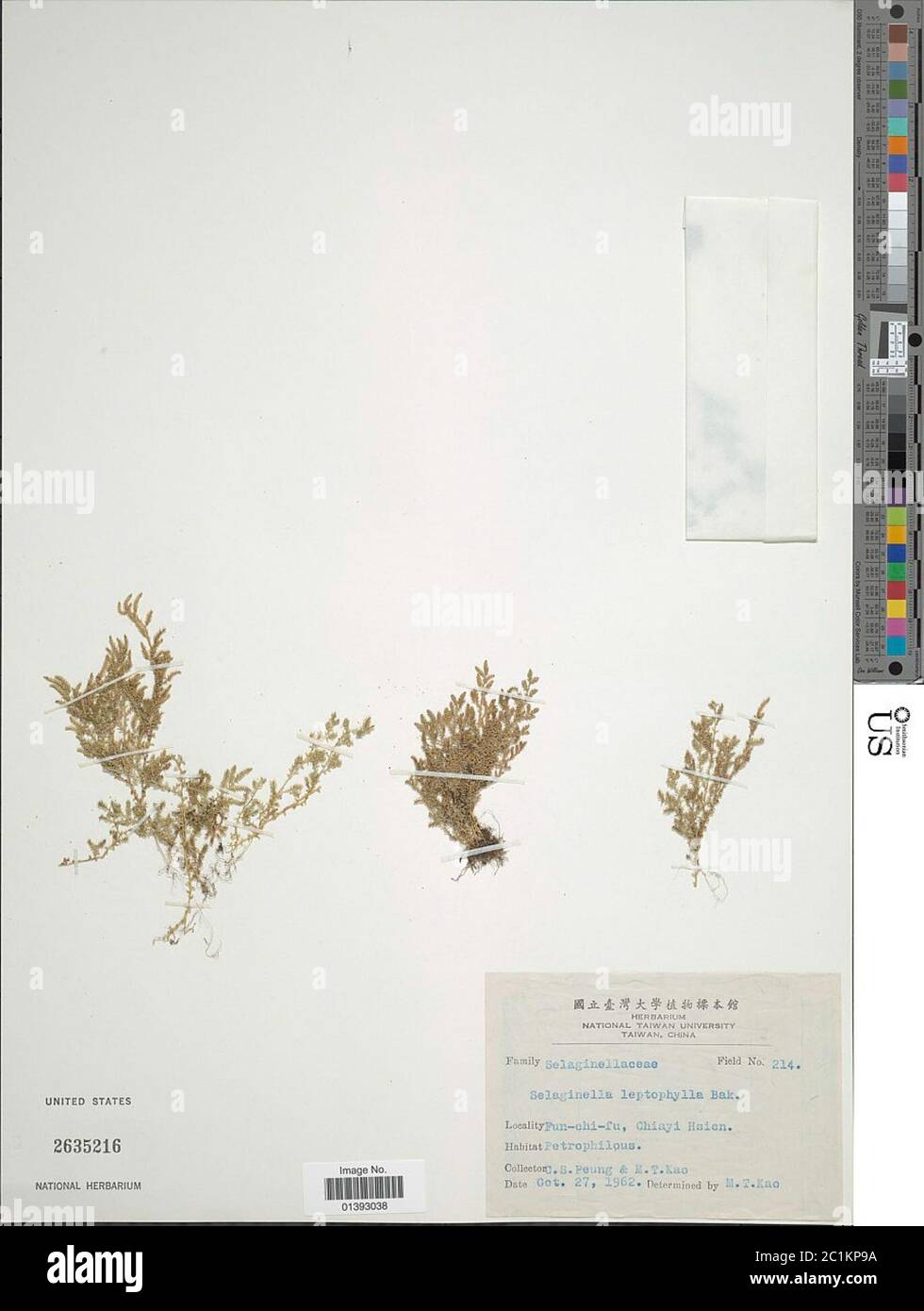Selaginella leptophylla Baker Stock Photo