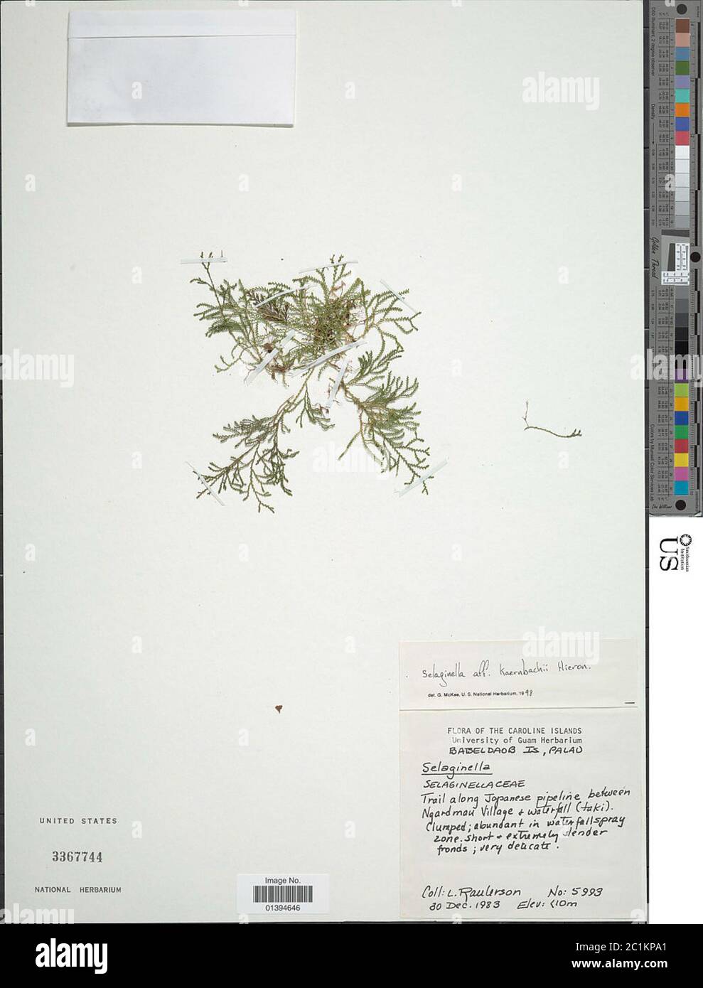 Selaginella kaernbachii Hieron Selaginella kaernbachii Hieron. Stock Photo