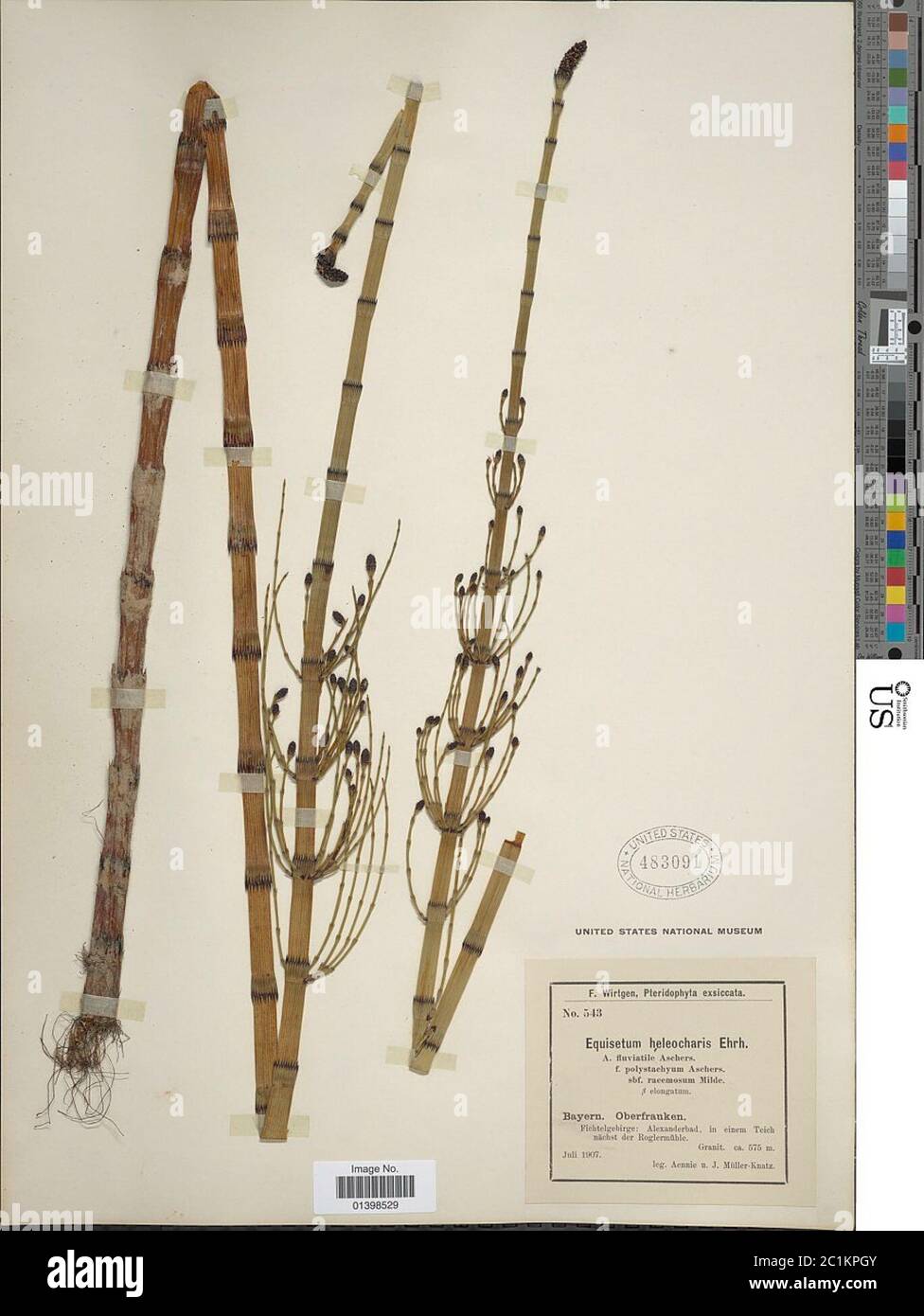 Equisetum fluviatile L Equisetum fluviatile L Stock Photo Alamy