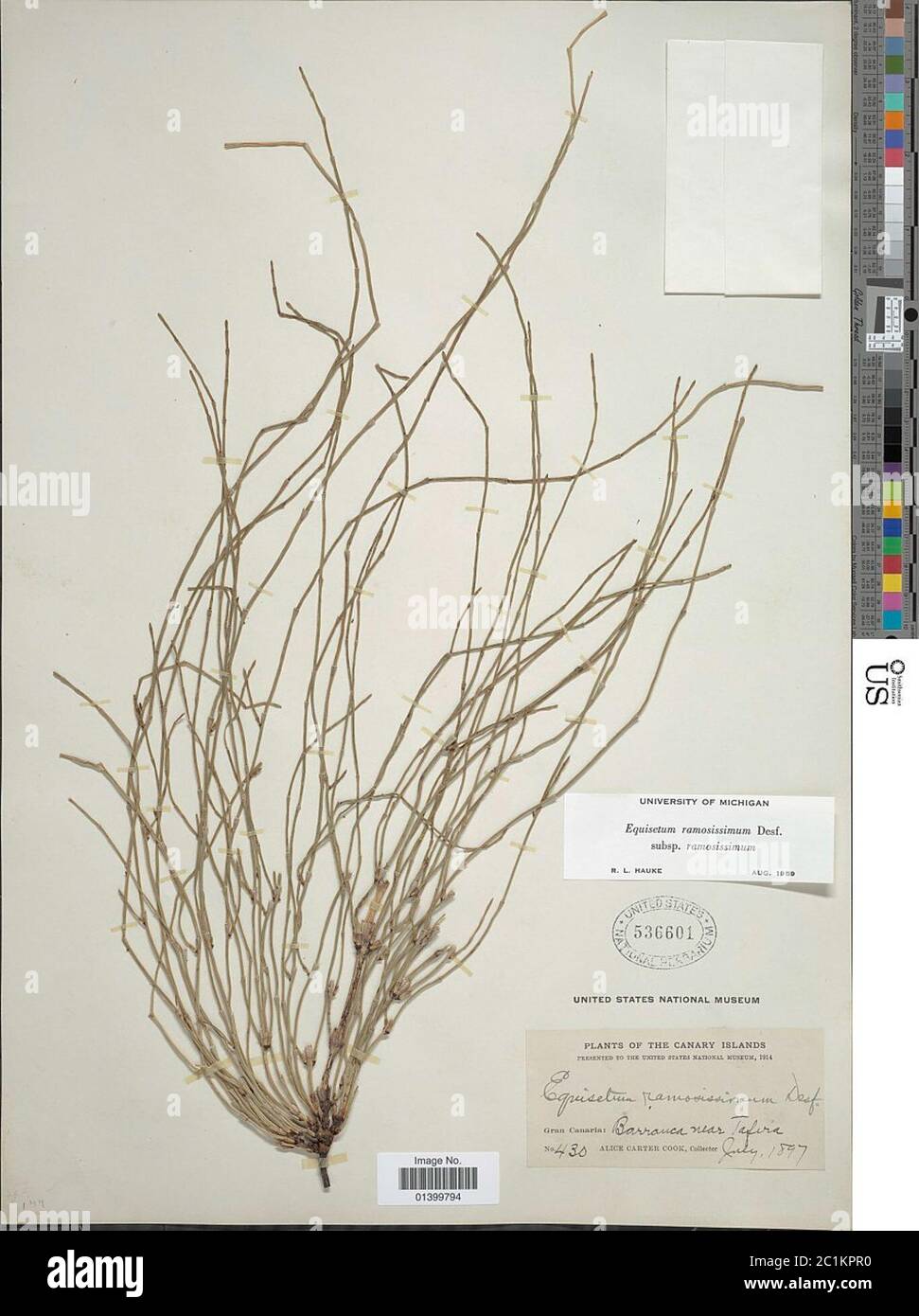 Equisetum ramosissimum Desf Equisetum ramosissimum Desf. Stock Photo