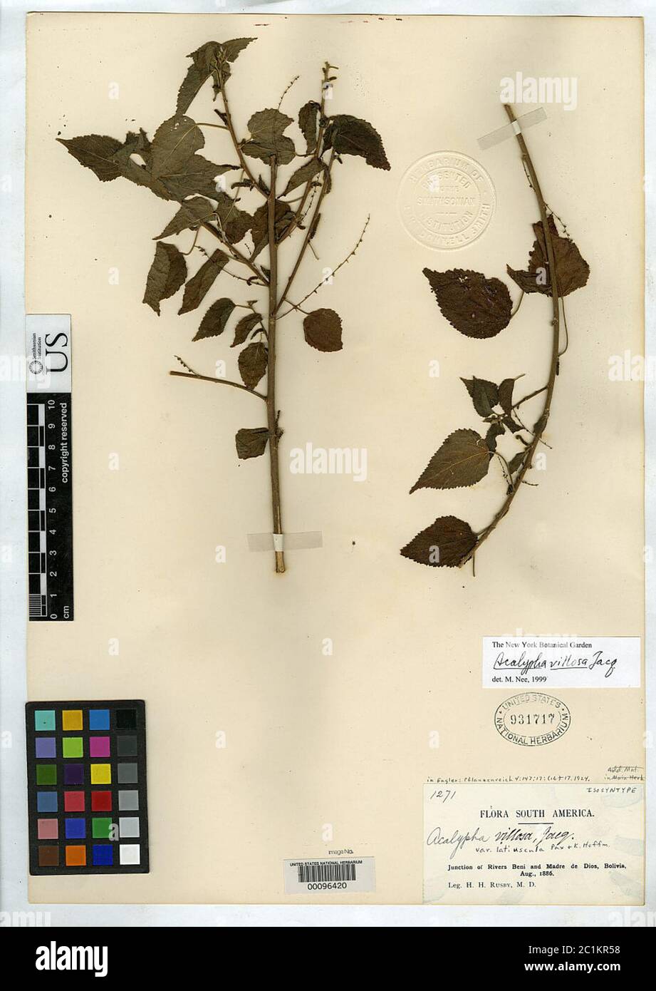 Acalypha villosa var latiuscula Pax K Hoffm in Engl Acalypha villosa var latiuscula Pax K Hoffm in Engl. Stock Photo