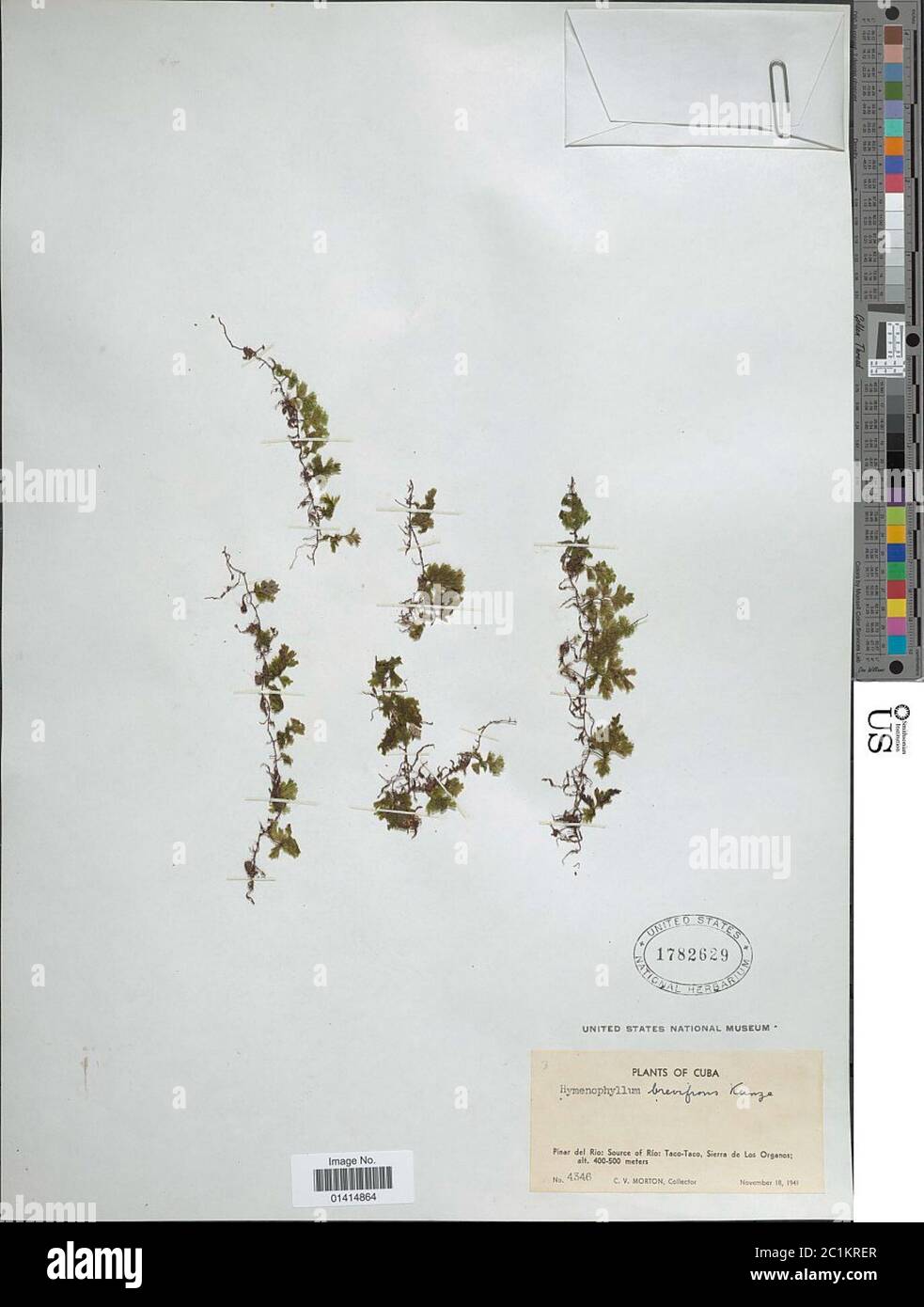 Hymenophyllum Brevifrons Kunze Hymenophyllum Brevifrons Kunze Stock Photo Alamy