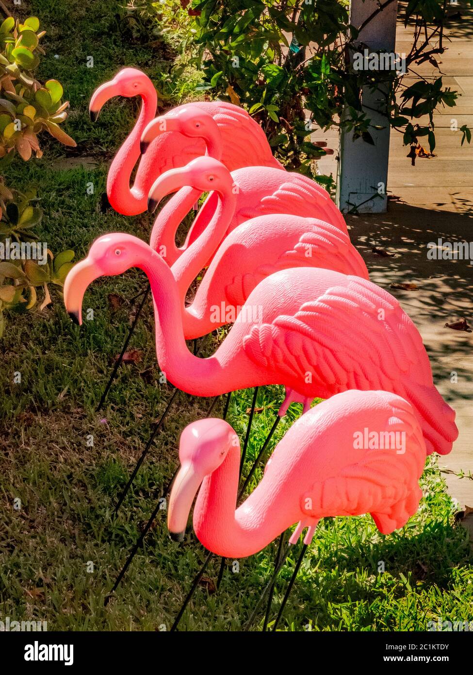 A flock of pink plastic flamingos decorate a garden in Coronado, CA