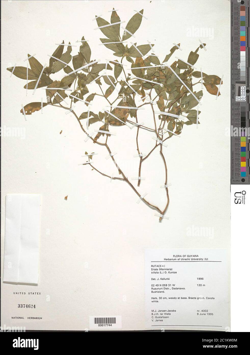 Ertela trifolia L Kuntze Ertela trifolia L Kuntze. Stock Photo