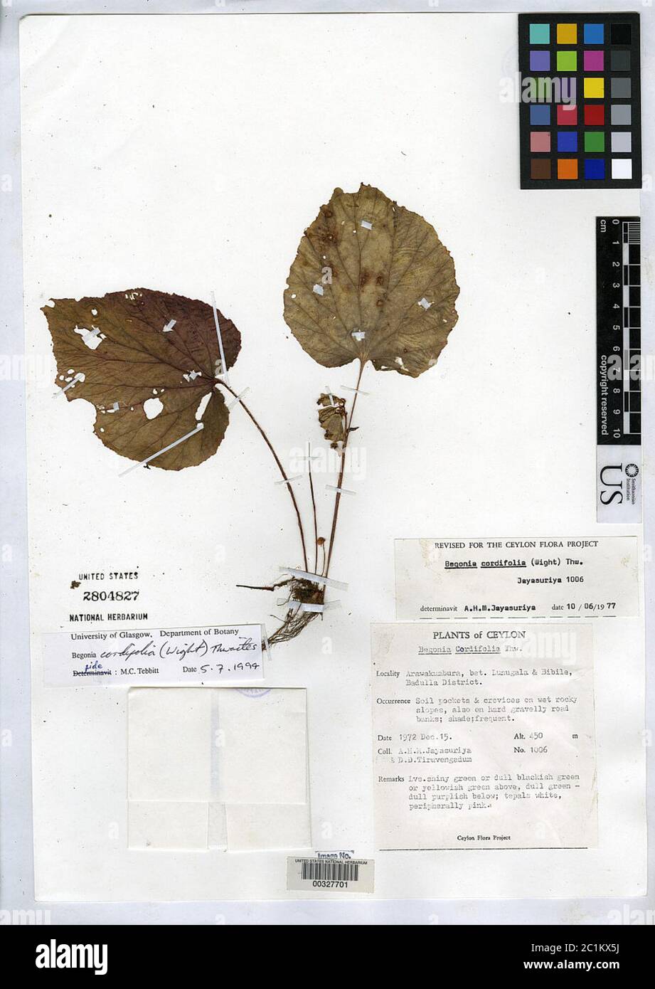 Begonia dipetala Begonia dipetala. Stock Photo