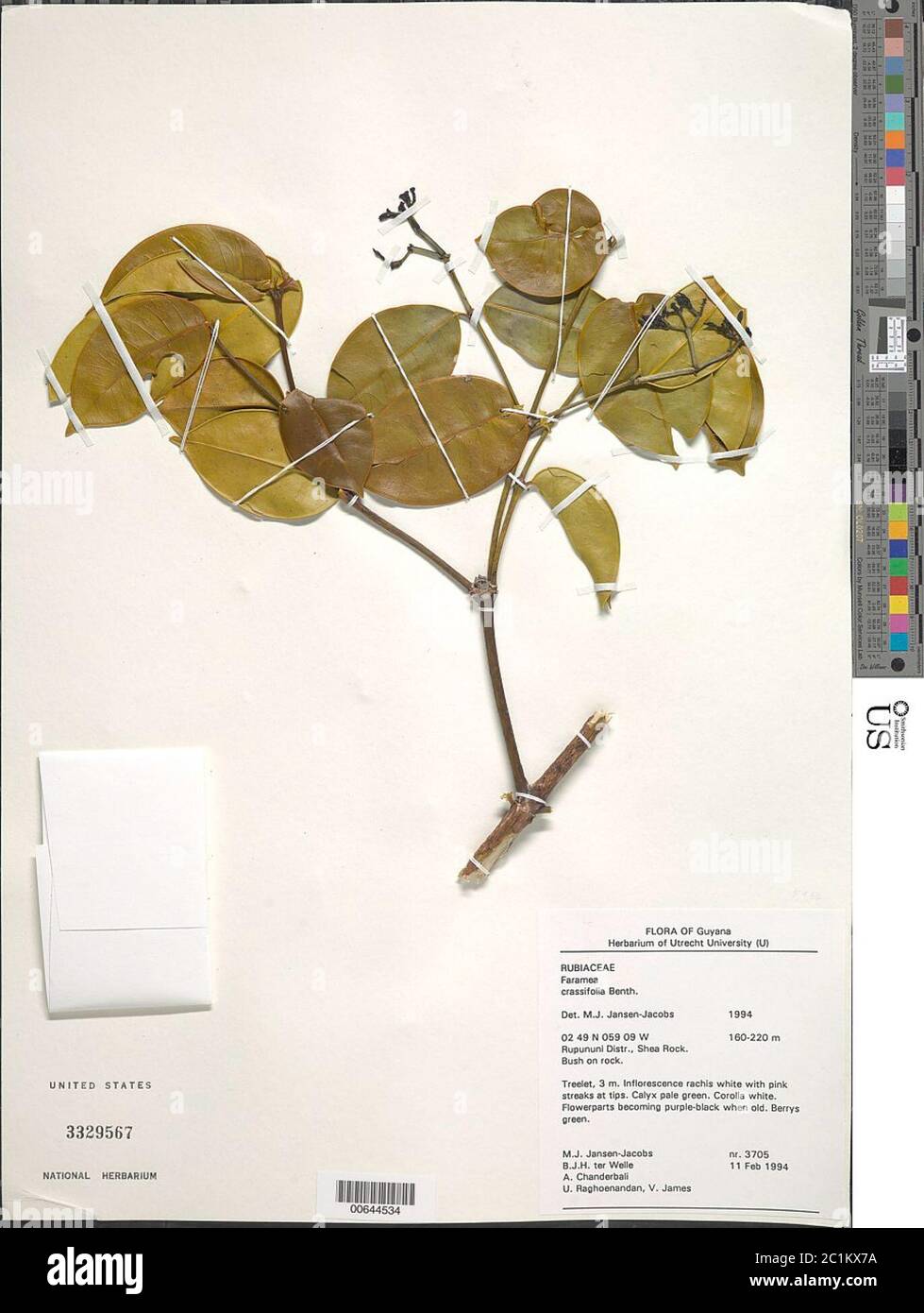 Faramea crassifolia Benth Faramea crassifolia Benth. Stock Photo