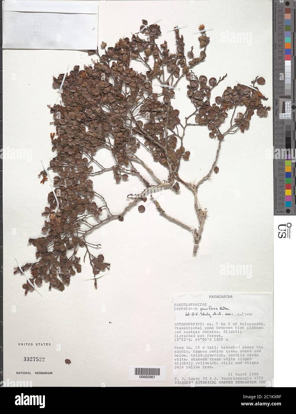 Leptolaena pauciflora Baker Leptolaena pauciflora Baker. Stock Photo
