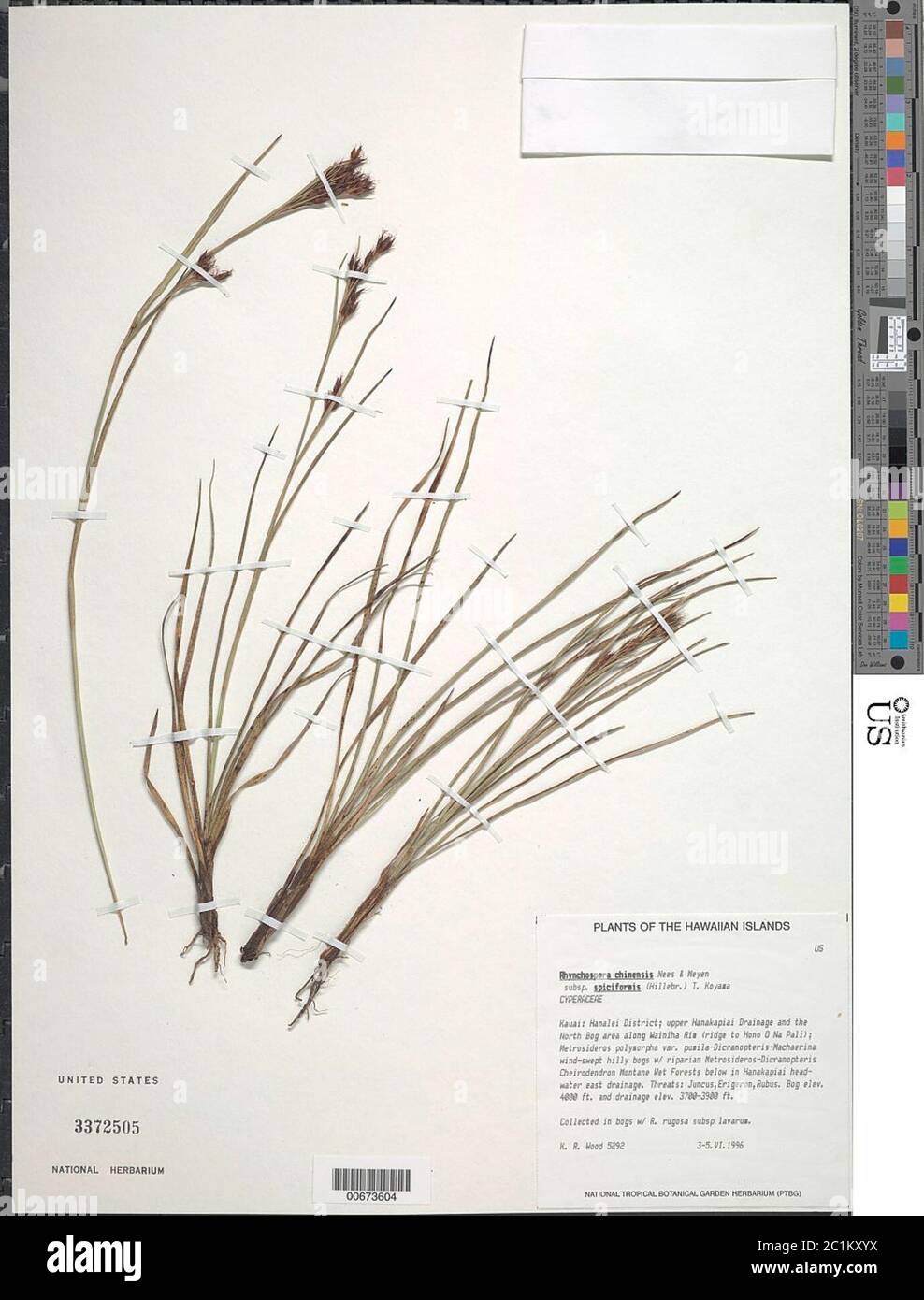 Rhynchospora chinensis subsp spiciformis Hillebr T Koyama Rhynchospora chinensis subsp spiciformis Hillebr T Koyama. Stock Photo