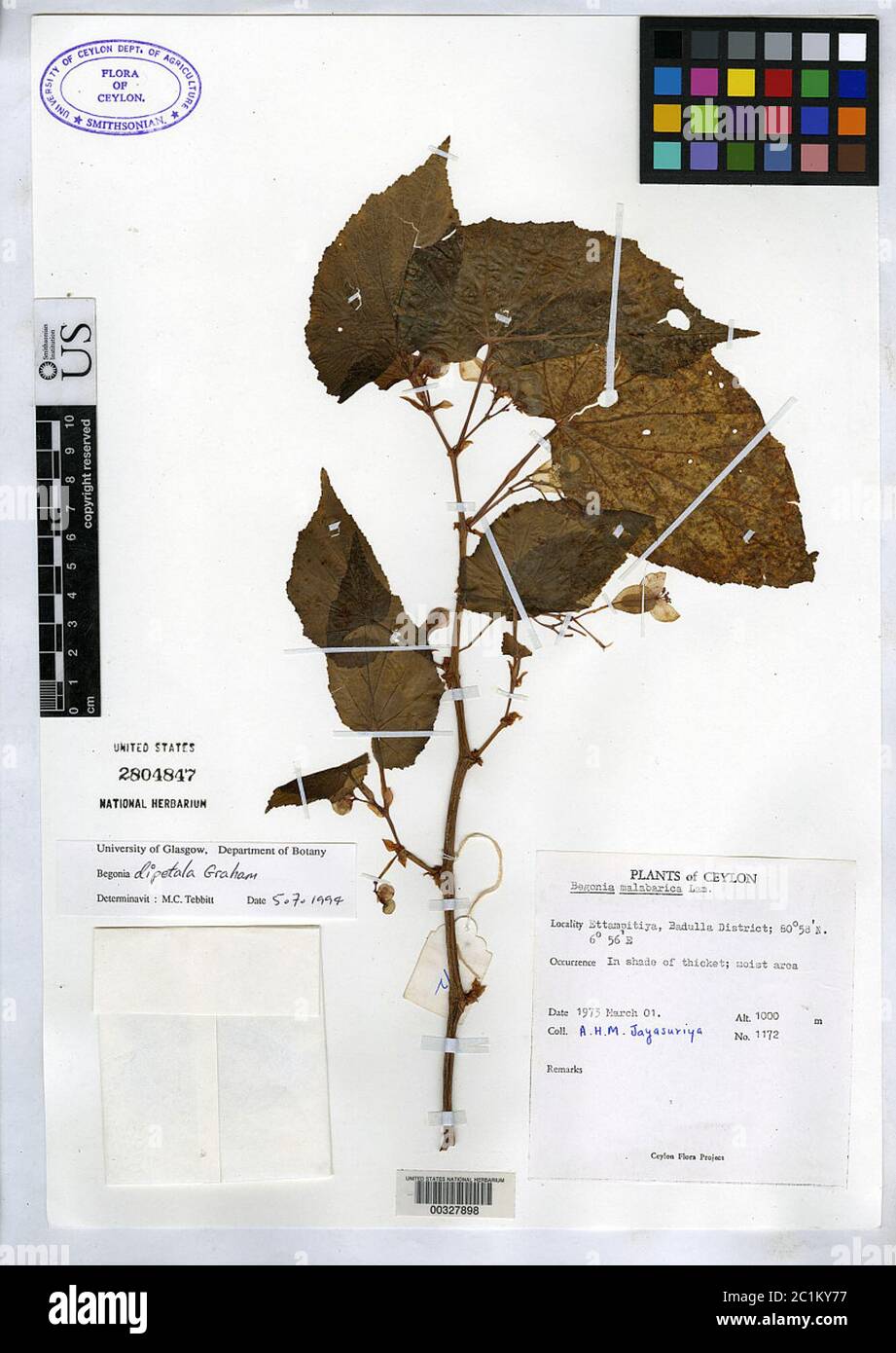 Begonia dipetala Begonia dipetala. Stock Photo