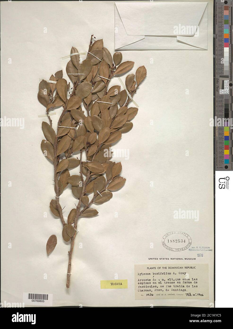 Xylosma buxifolia A Gray Xylosma buxifolia A Gray. Stock Photo