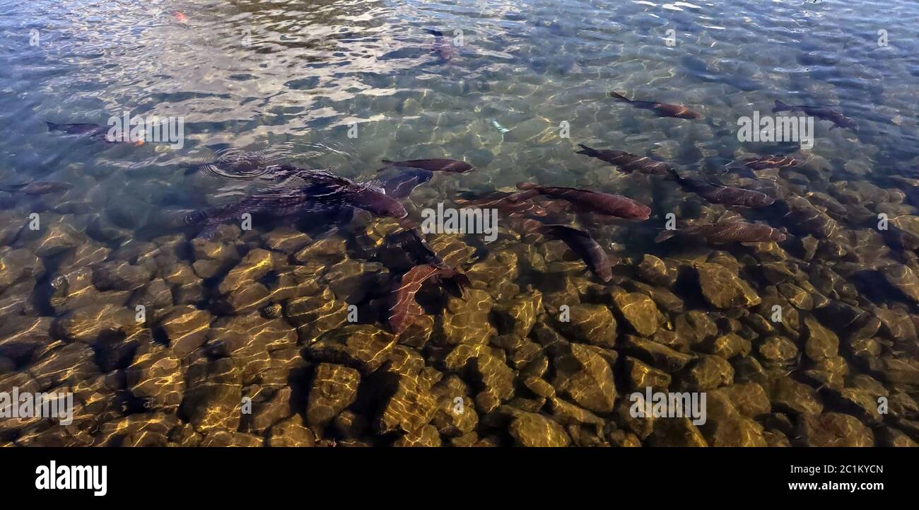 Black Koi pond Stock Photo