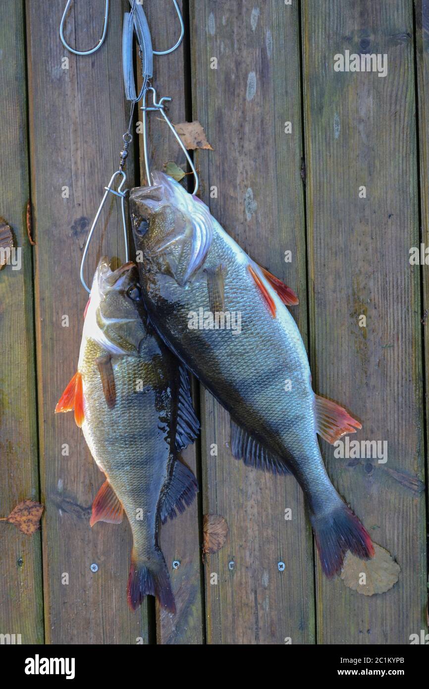 Two perch fish caught on a hook on a wooden pier, floor. Stock Photo