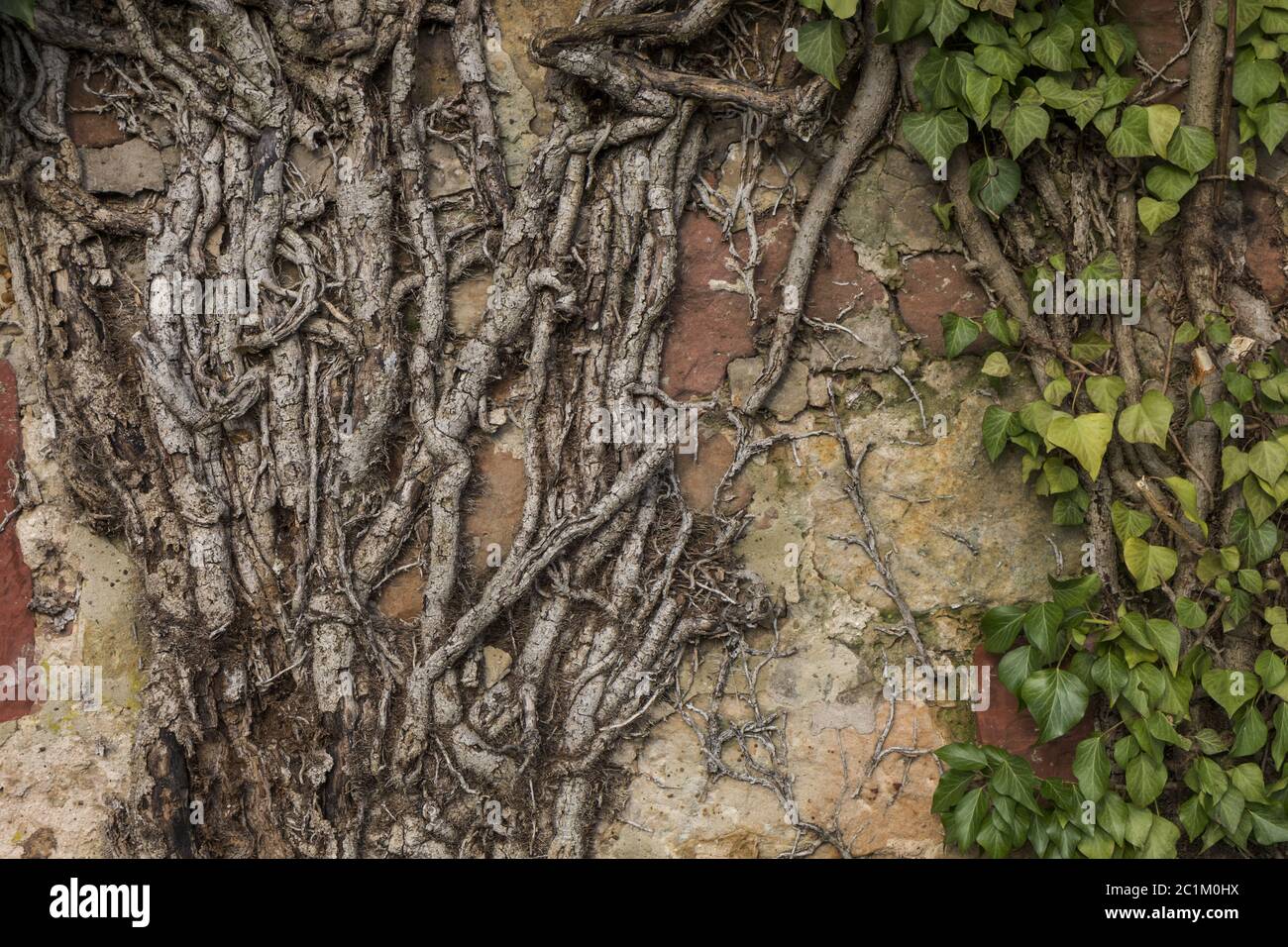 Ivy roots (Hedera) Stock Photo