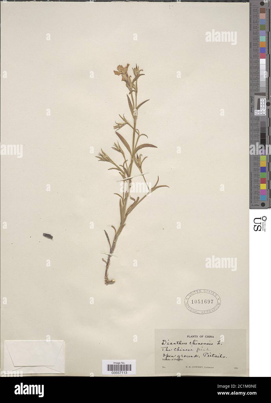 Dianthus chinensis L Dianthus chinensis L. Stock Photo