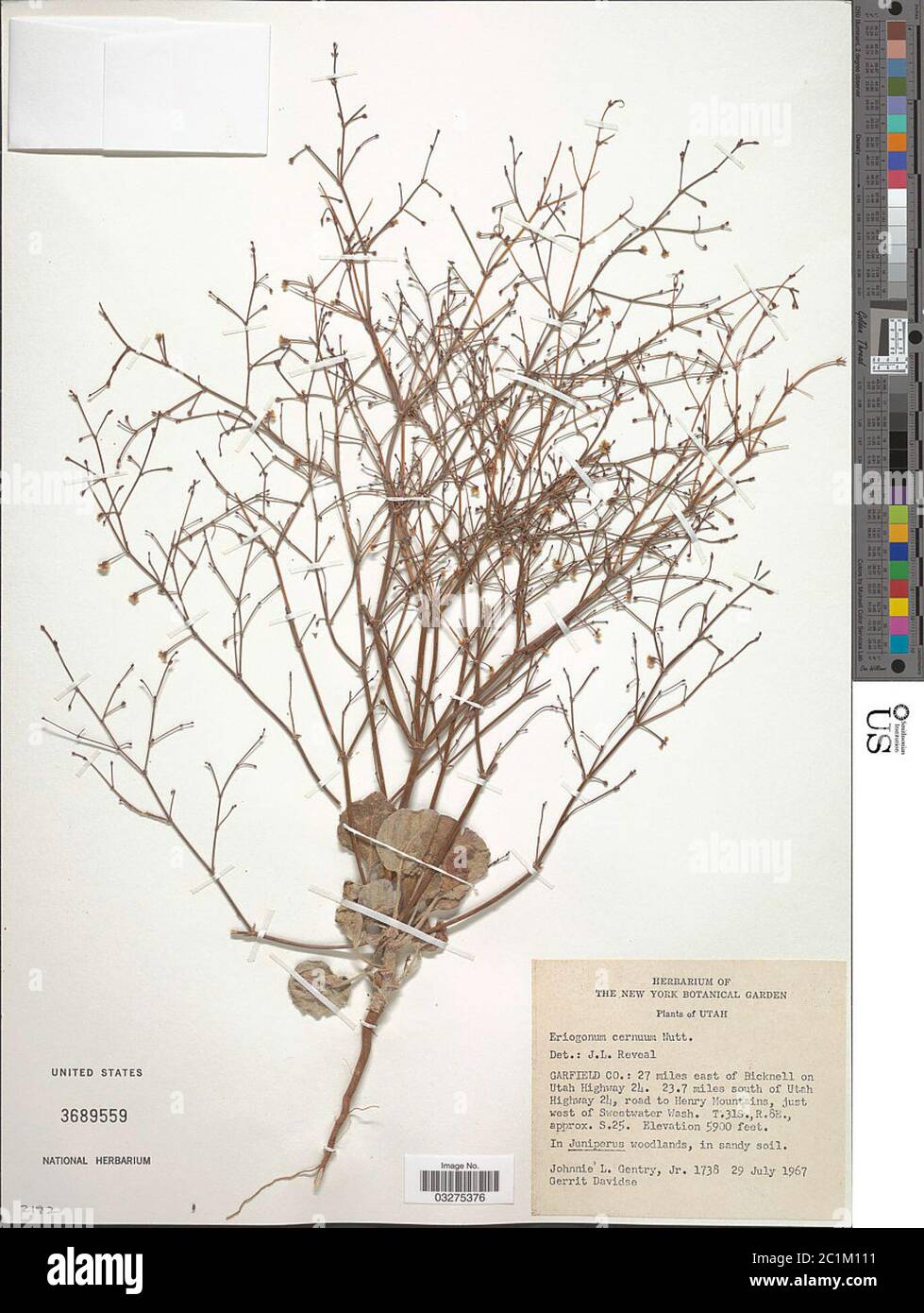 Eriogonum cernuum Nutt Eriogonum cernuum Nutt. Stock Photo