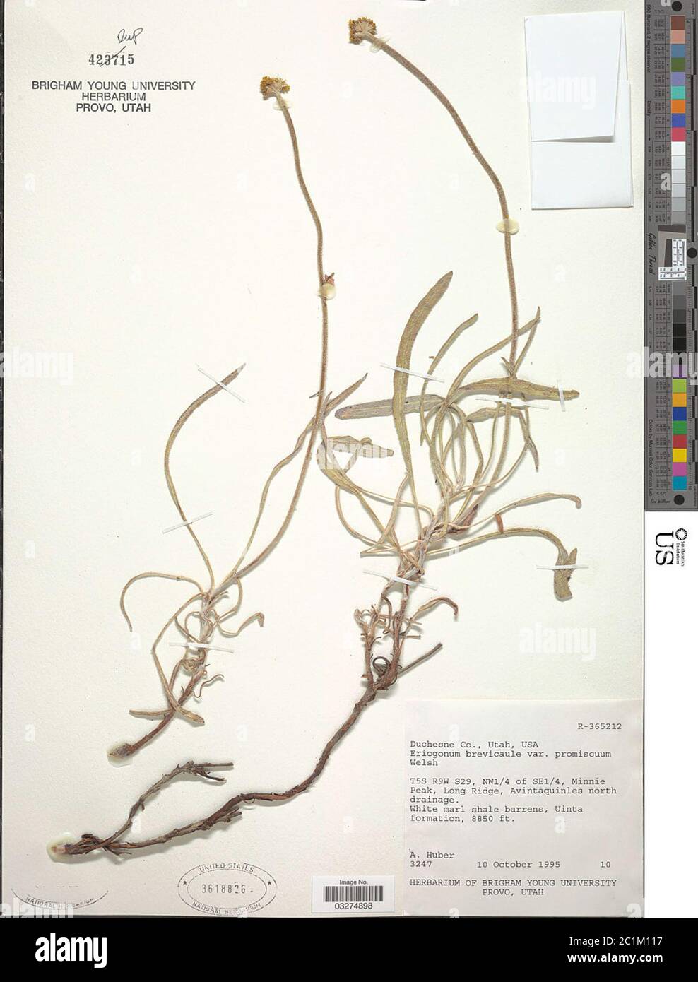 Eriogonum brevicaule var promiscuum SL Welsh Eriogonum brevicaule var promiscuum SL Welsh. Stock Photo