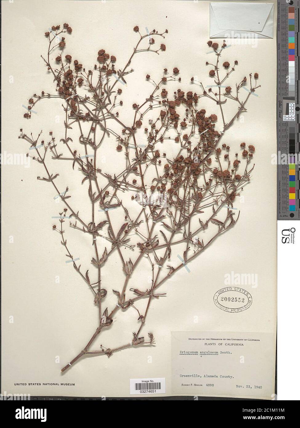 Eriogonum angulosum Benth Eriogonum angulosum Benth. Stock Photo
