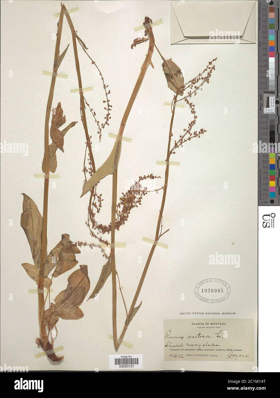 Rumex acetosa L Rumex acetosa L Stock Photo Alamy