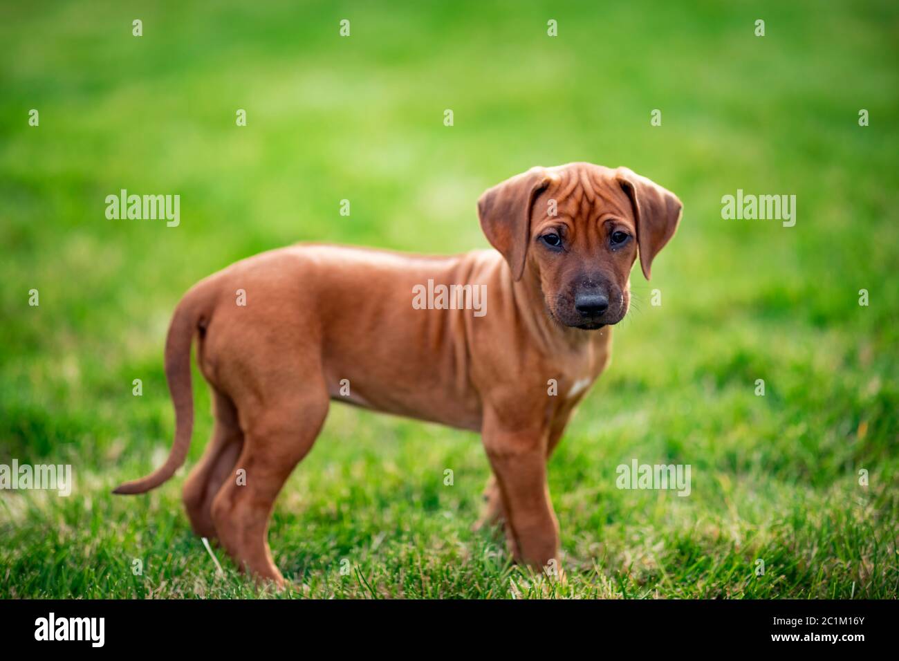Rhodesian ridgeback puppy on green grass Stock Photo