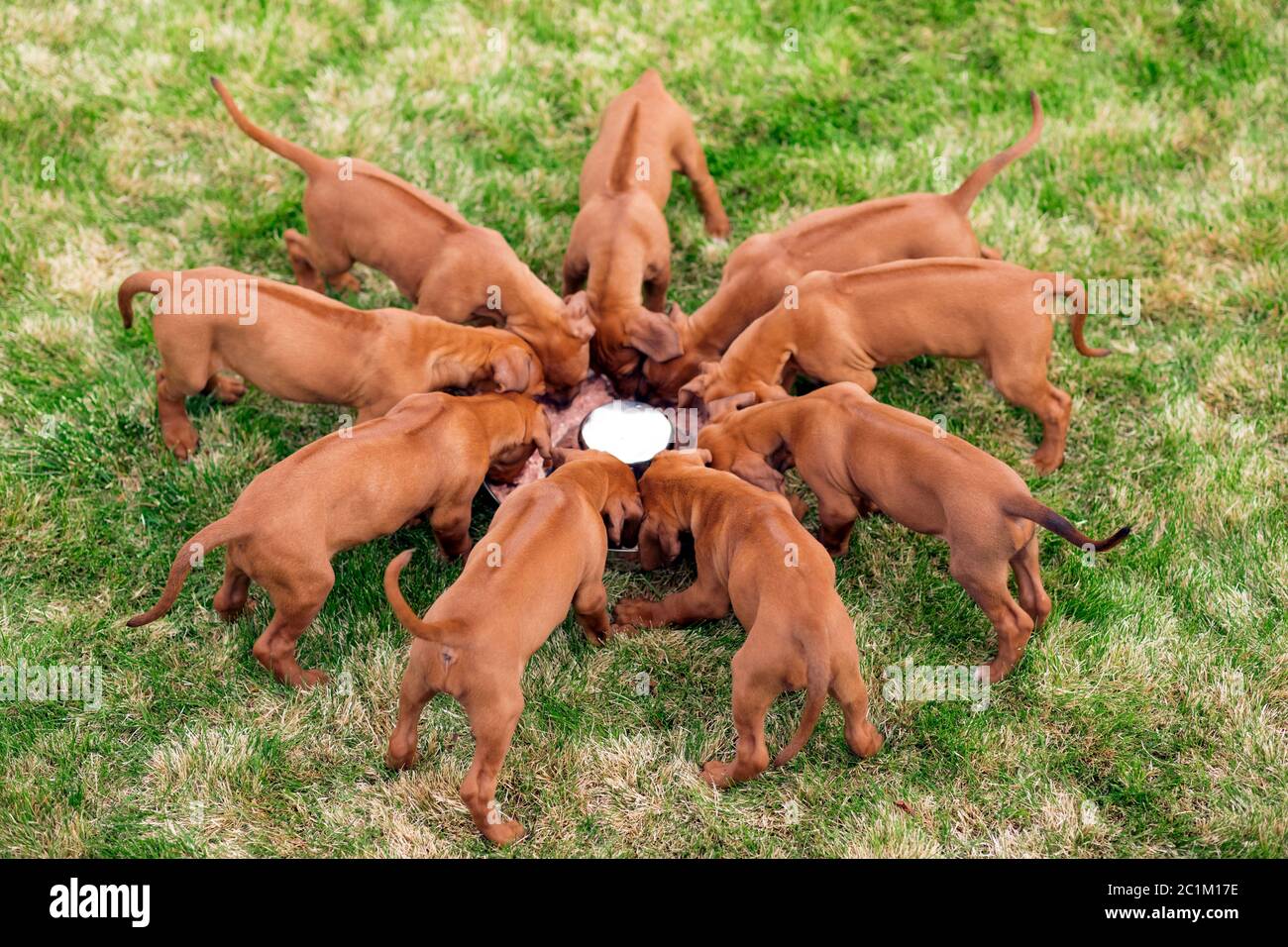 Rhodesian ridgeback puppies eating from bowl outdoors Stock Photo