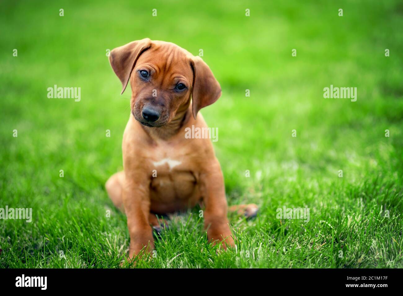 Rhodesian ridgeback puppy sitting on green grass Stock Photo