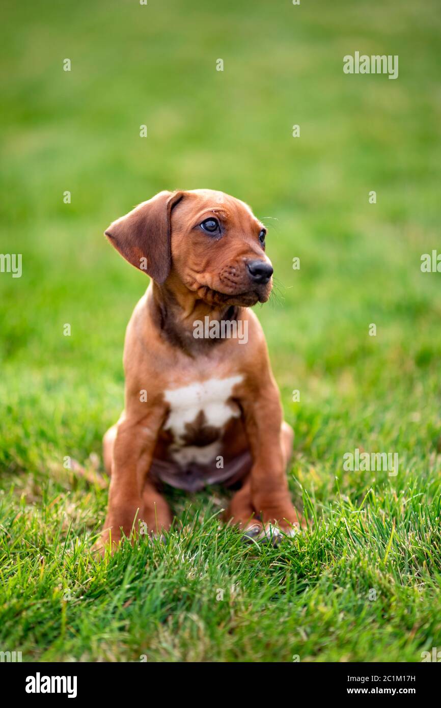 Rhodesian ridgeback puppy sitting on green grass Stock Photo