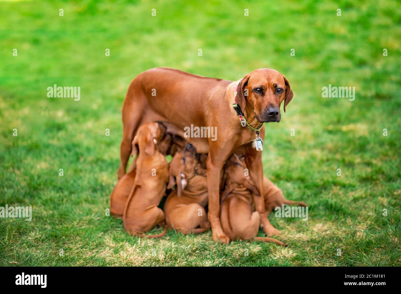 Rhodesian Ridgeback nursing her puppies on green grass Stock Photo