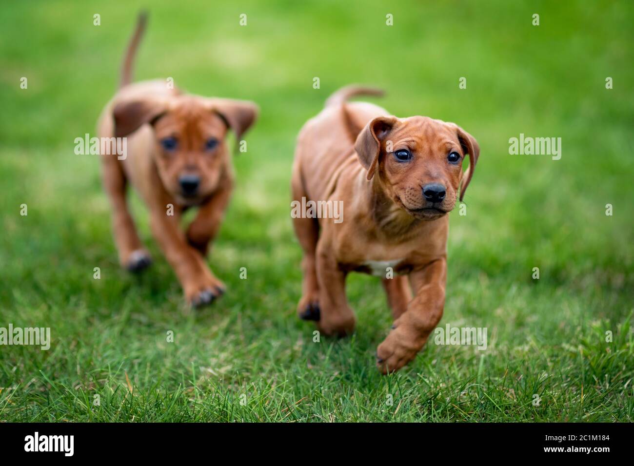 Rhodesian ridgeback puppies running on green grass Stock Photo Alamy