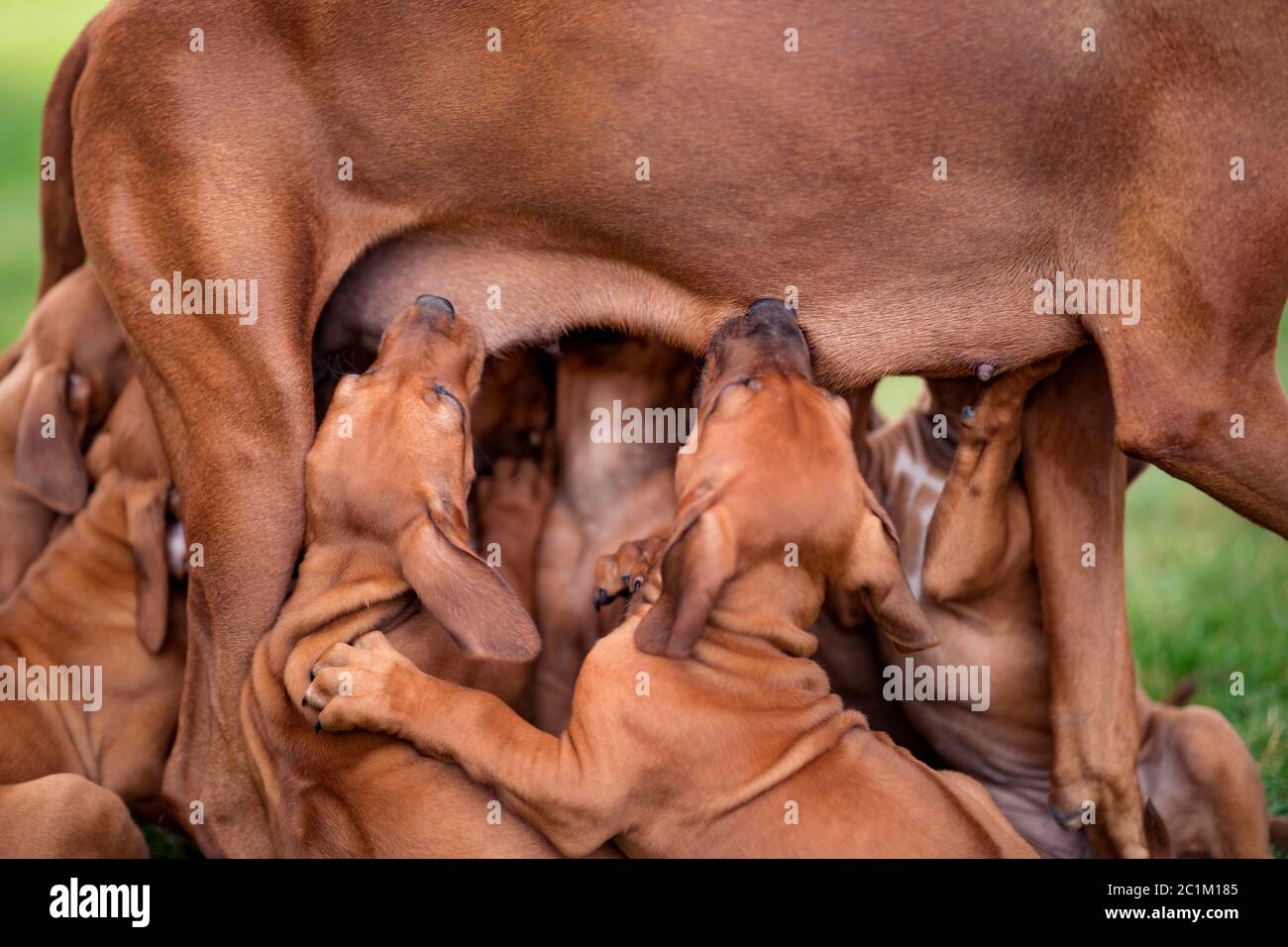 Pregnant Rhodesian Ridgeback Laying Rhodesian Ridgeback nursing her puppies on green grass Stock Photo - Alamy