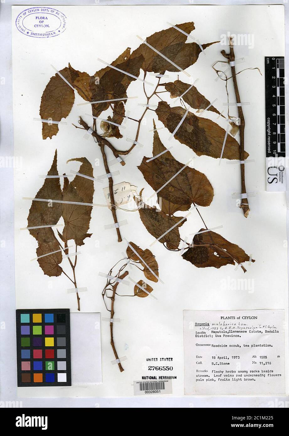 Begonia malabarica Begonia malabarica Stock Photo Alamy