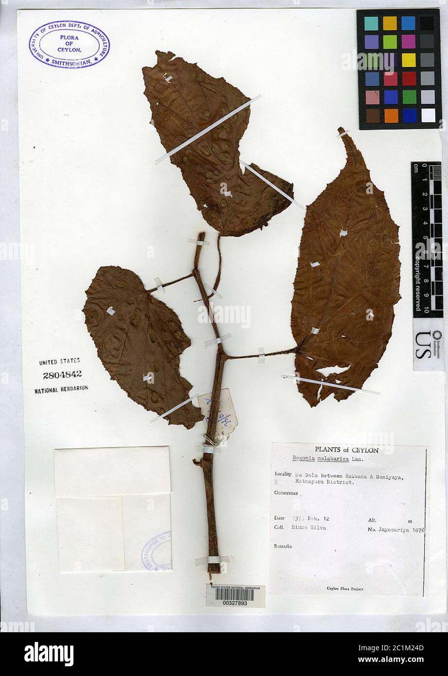 Begonia malabarica Begonia malabarica Stock Photo Alamy