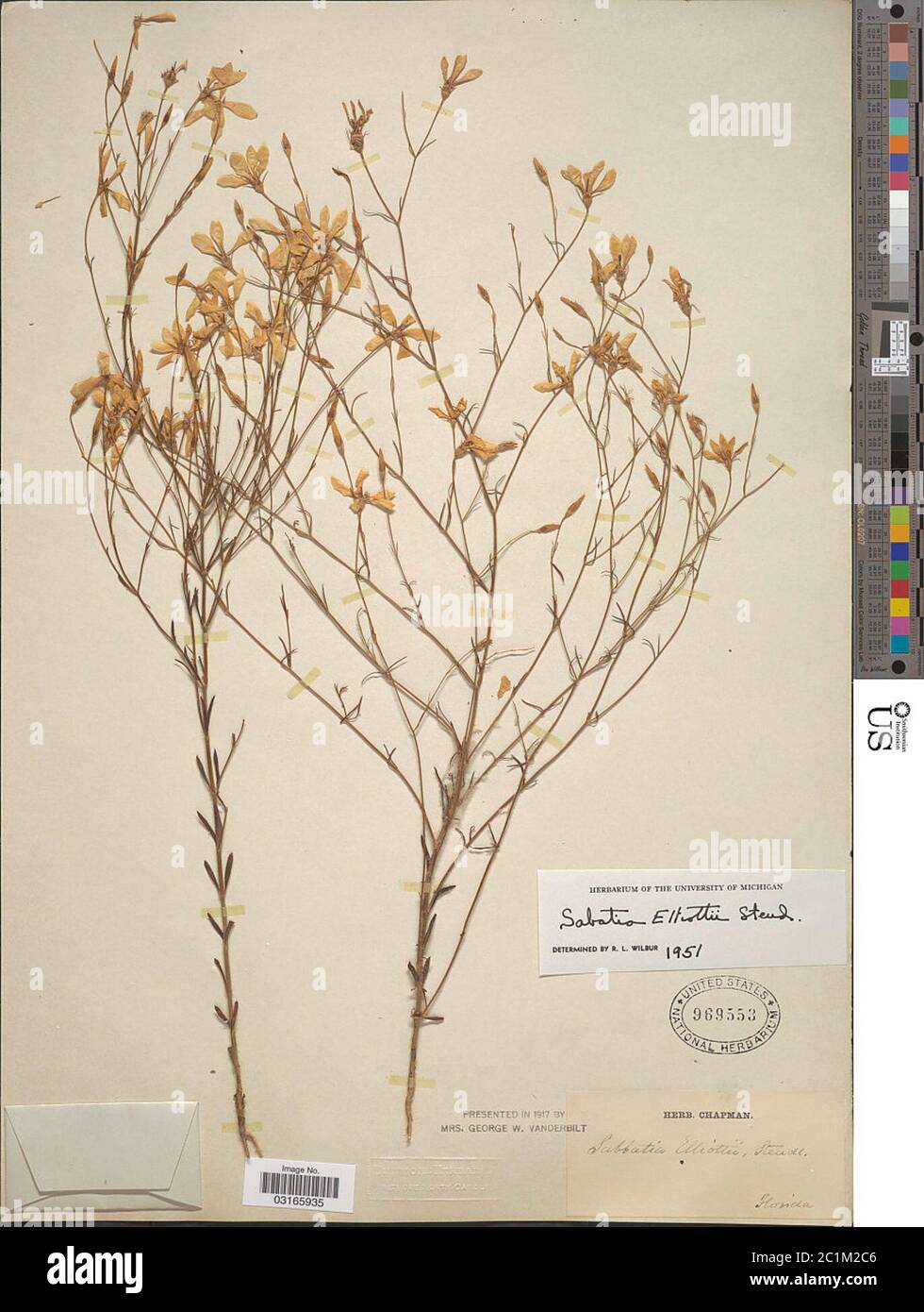 Sabatia brevifolia Raf Sabatia brevifolia Raf. Stock Photo