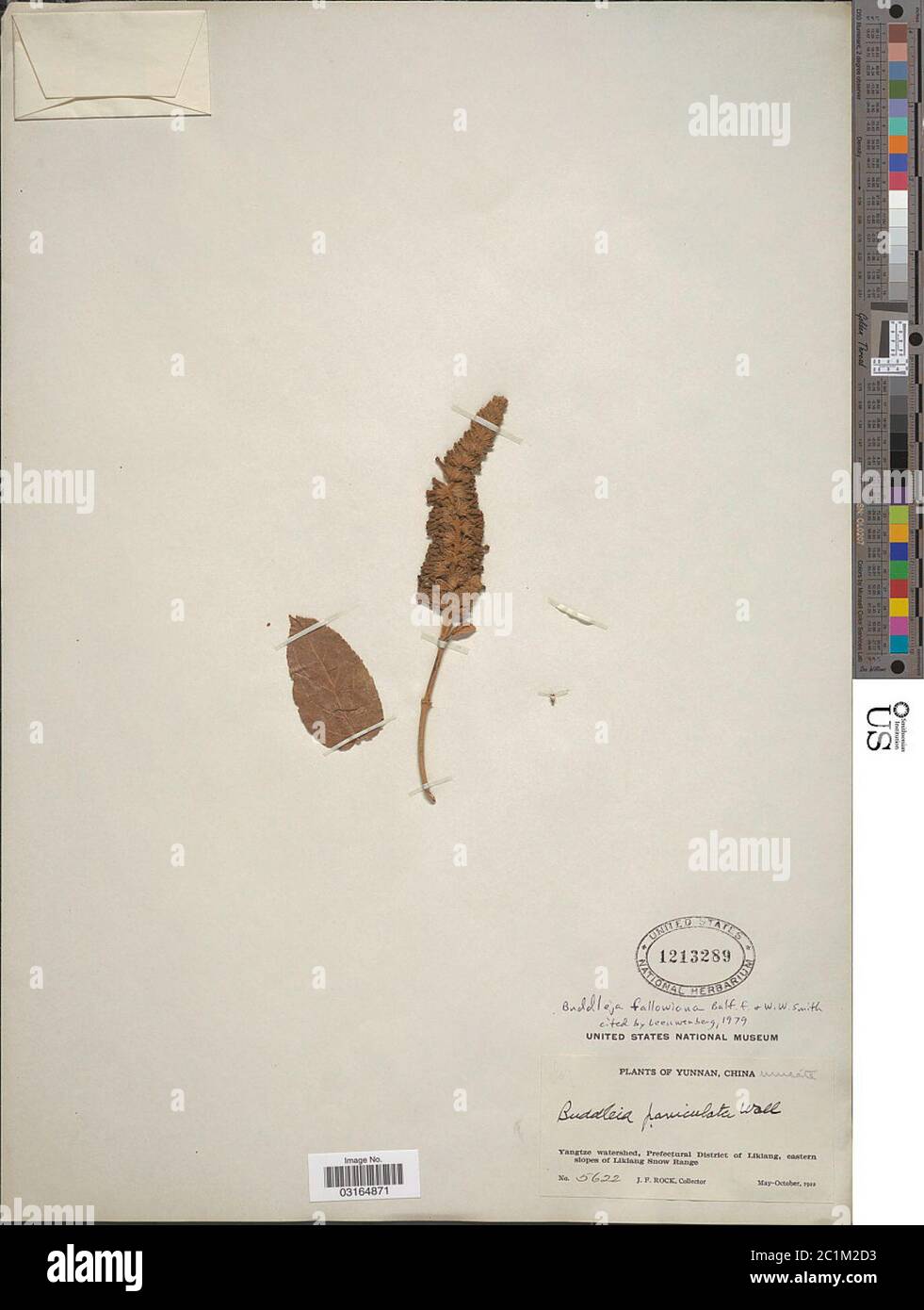 Buddleja fallowiana Balf f WW Sm Buddleja fallowiana Balf f WW Sm Stock ...