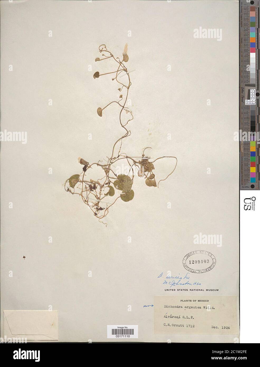 Dichondra sericea Sw Dichondra sericea Sw Stock Photo Alamy