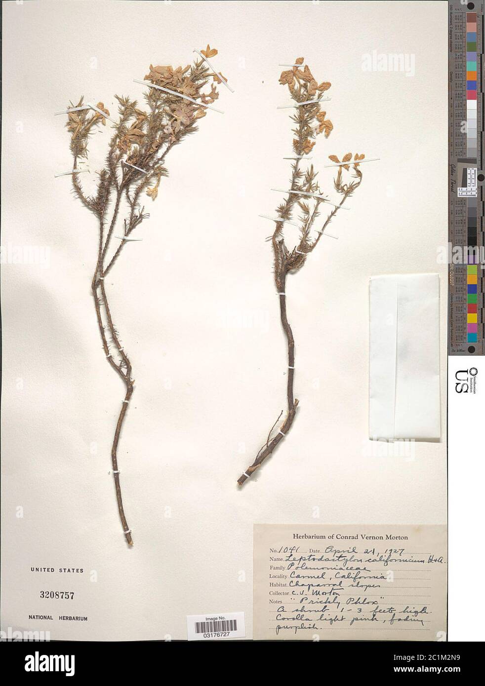 Leptodactylon californicum Hook Arn subsp californicum Leptodactylon californicum Hook Arn subsp californicum. Stock Photo