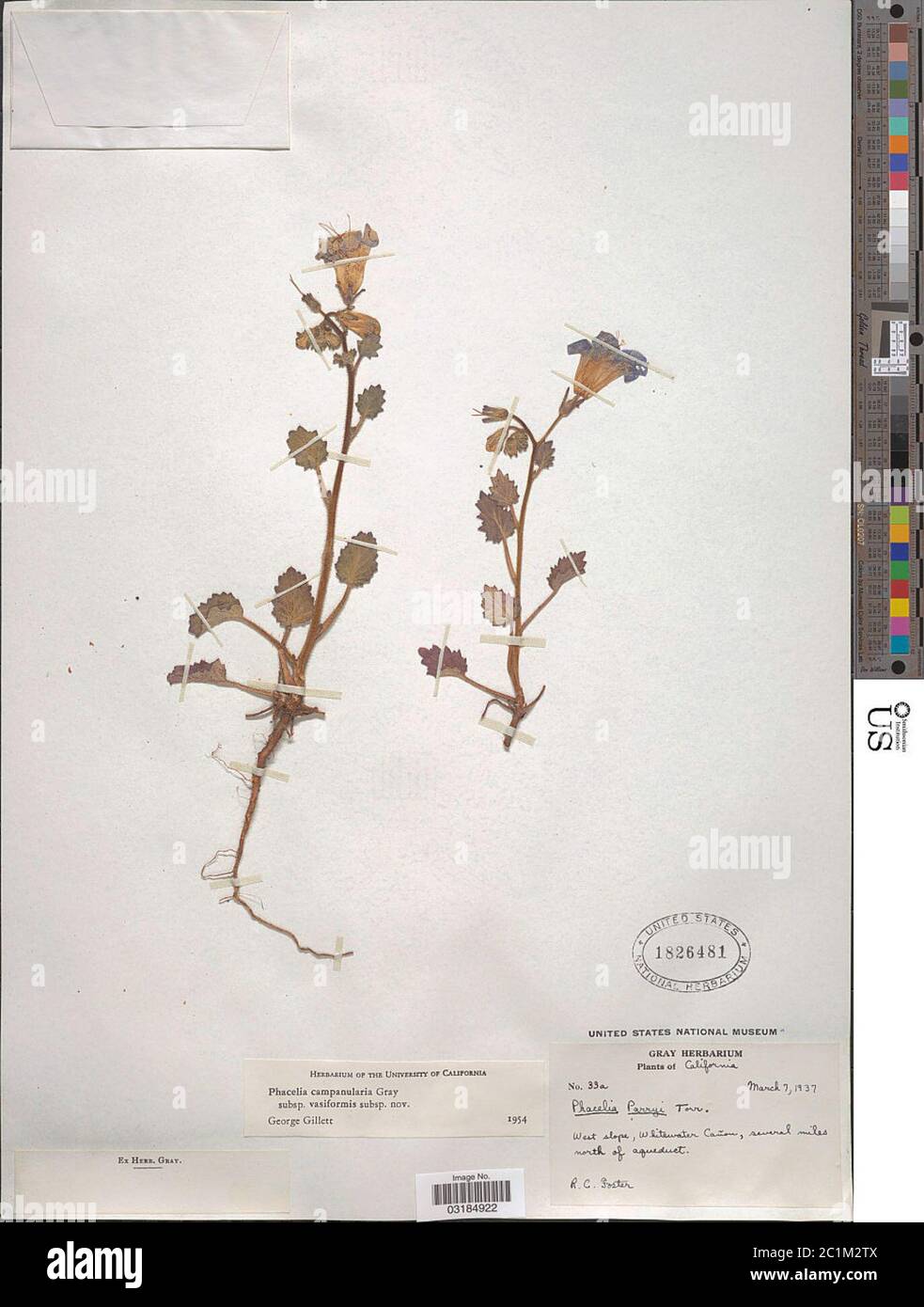 Phacelia campanularia A Gray Phacelia campanularia A Gray. Stock Photo