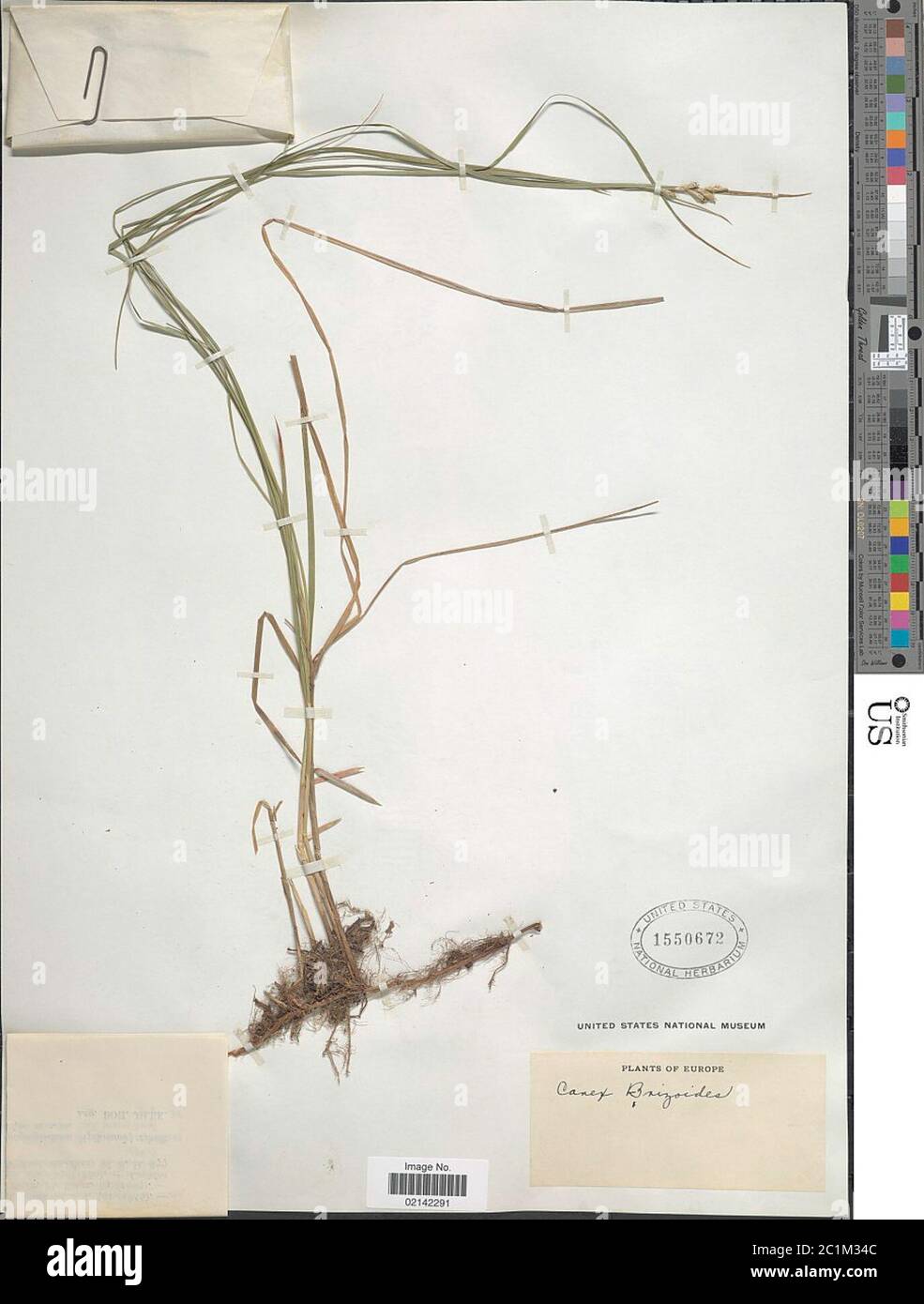 Carex brizoides L Carex brizoides L Stock Photo Alamy