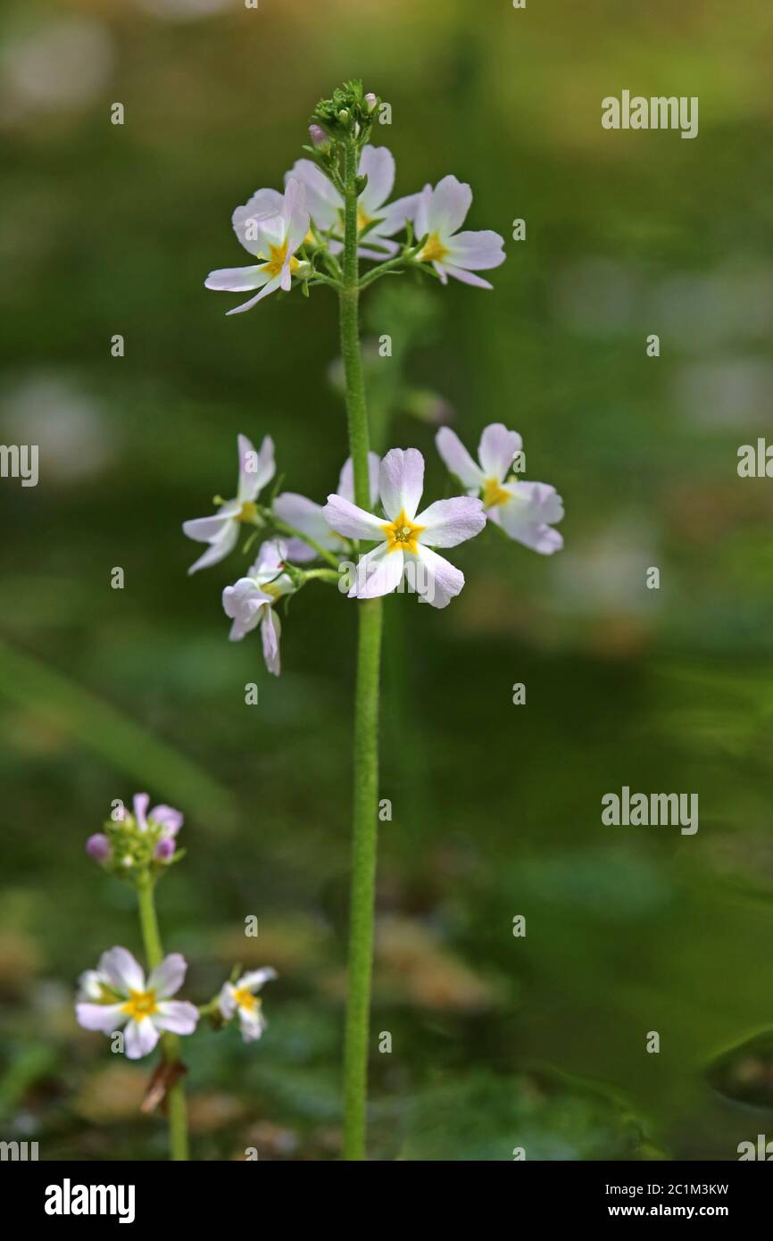 European Water Primary Hottonia palustris Stock Photo