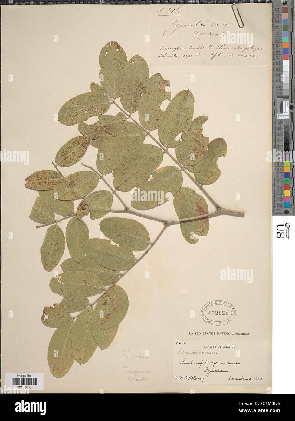 Lonchocarpus sp Lonchocarpus sp. Stock Photo