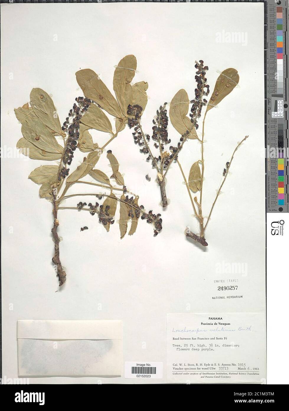 Lonchocarpus velutinus Lonchocarpus velutinus. Stock Photo