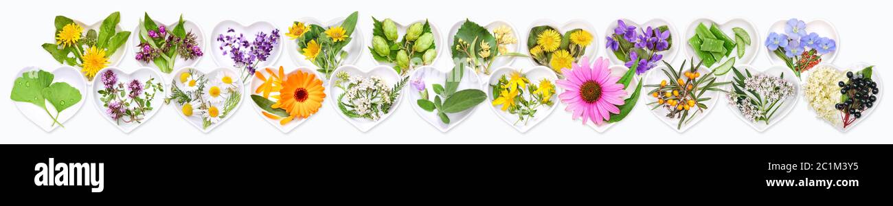 The most important medicinal plants Stock Photo