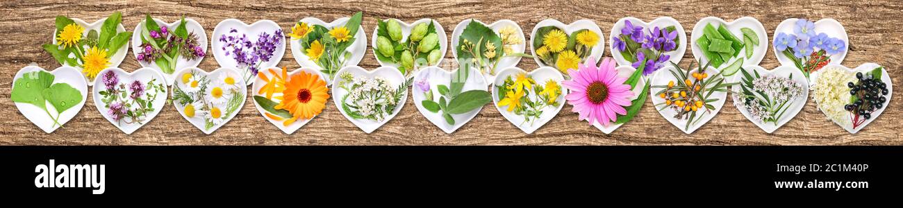 The most important medicinal plants Stock Photo