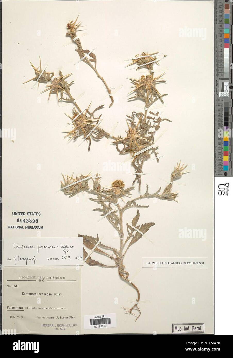 Centaurea procurrens Sieber ex Spreng Centaurea procurrens Sieber ex Spreng. Stock Photo
