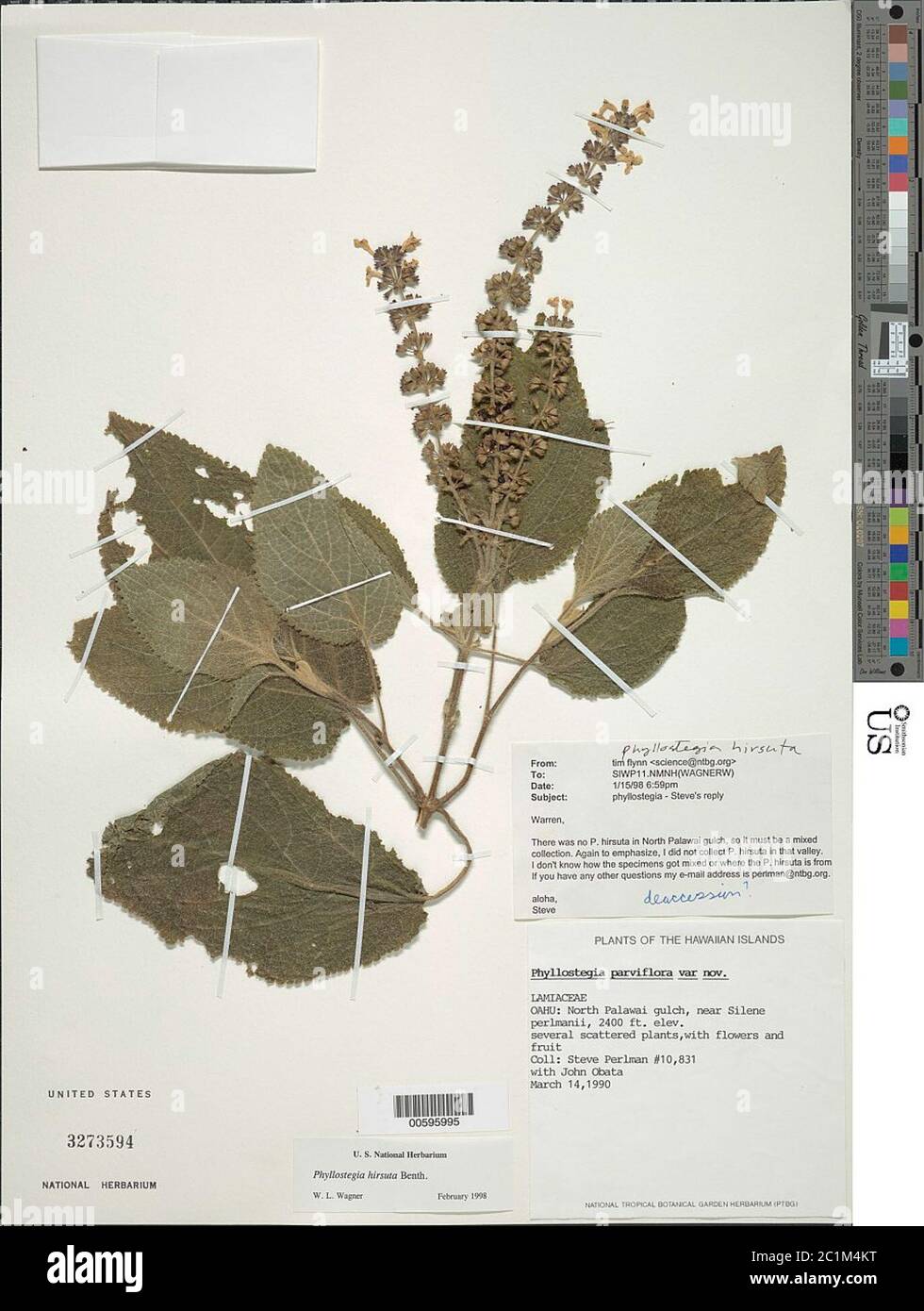 Phyllostegia hirsuta Phyllostegia hirsuta Stock Photo Alamy