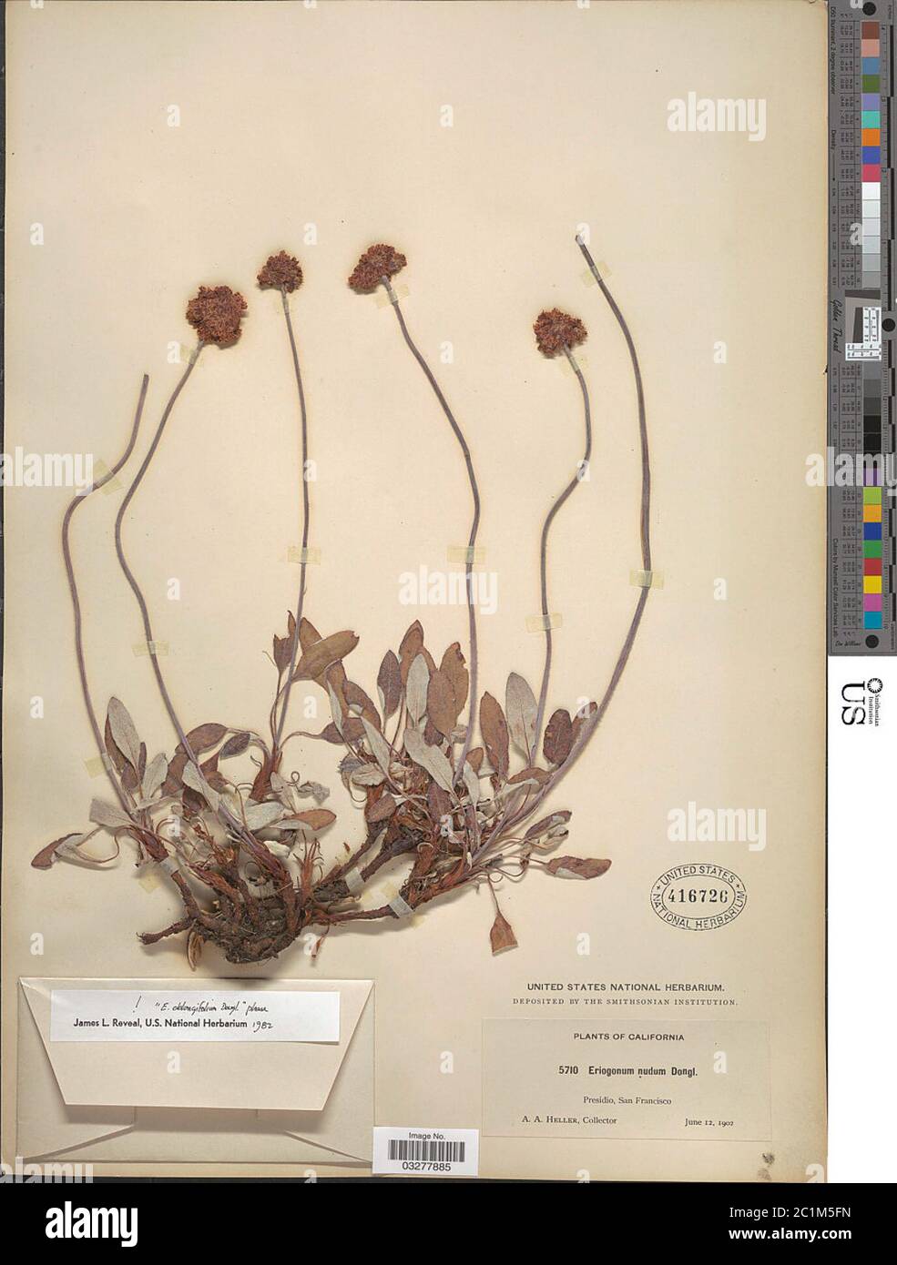 Eriogonum latifolium Sm Eriogonum latifolium Sm. Stock Photo