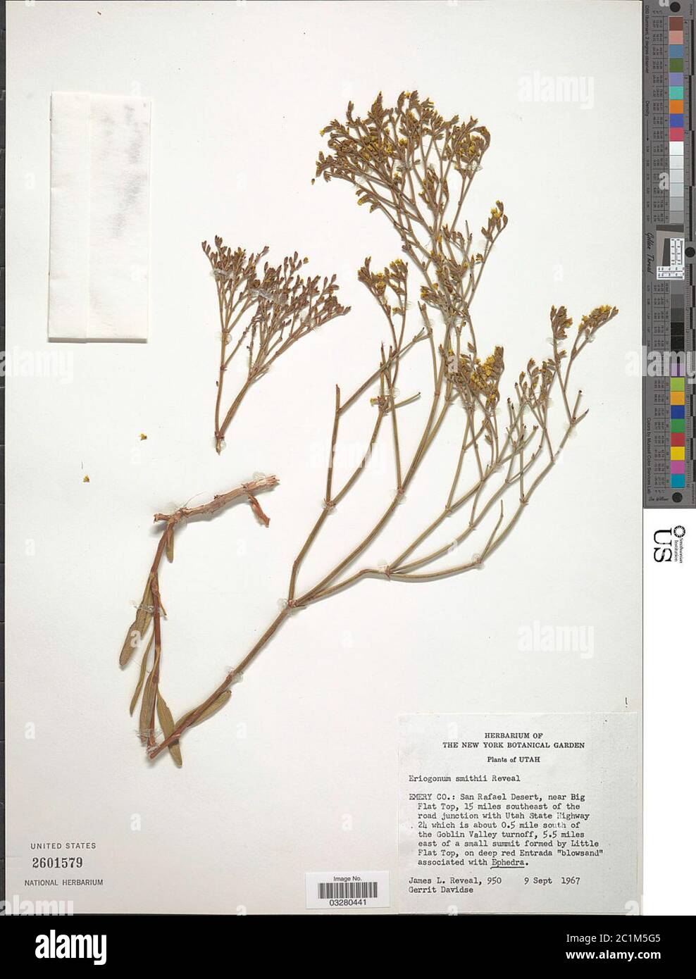 Eriogonum smithii Reveal Eriogonum smithii Reveal. Stock Photo