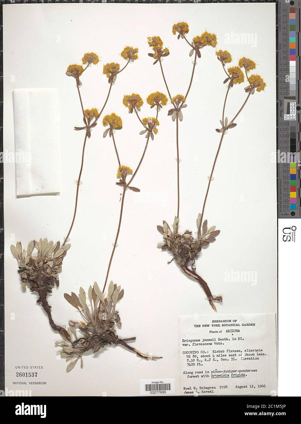 Eriogonum jamesii var flavescens S Watson Eriogonum jamesii var flavescens S Watson. Stock Photo