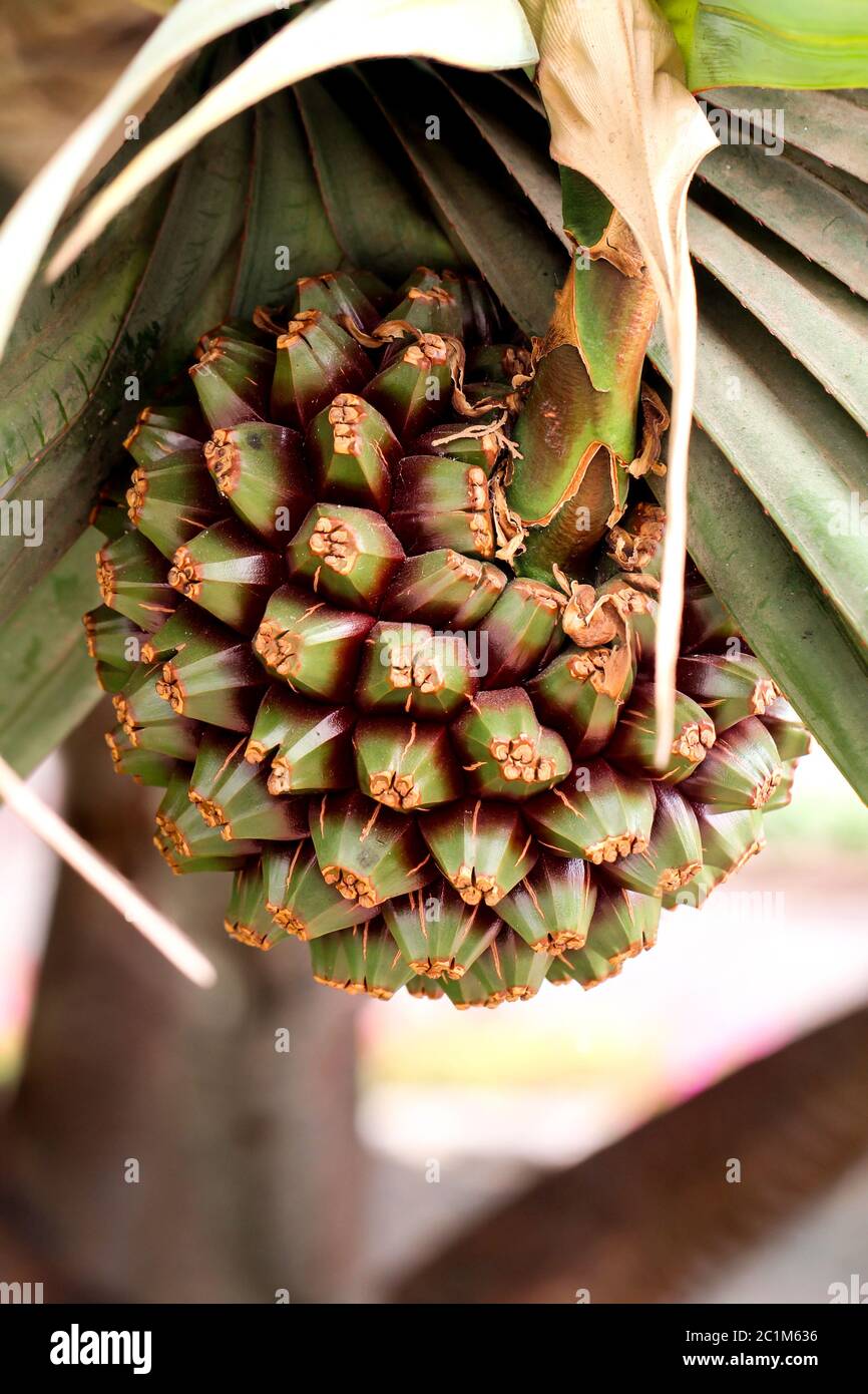 Fruit of the Yucca Palm (Yucca Stock Photo Alamy